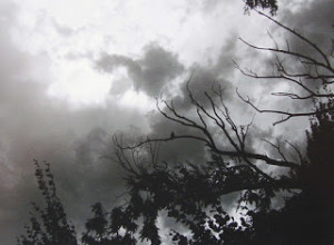 pajaro en tormenta