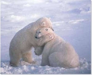 abrazo de oso polar